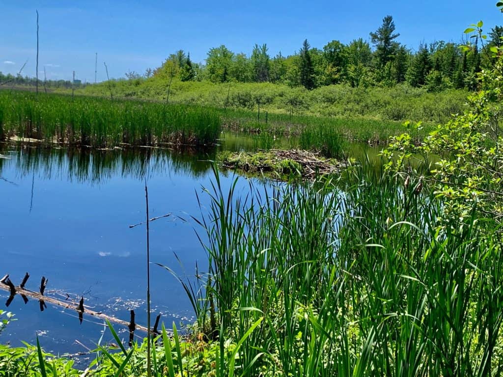 Ottawa's Beaver and Chipmunk Trails