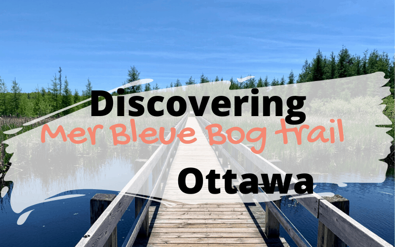 Mer Bleue Bog trail, Ottawa's favorite hiking trail