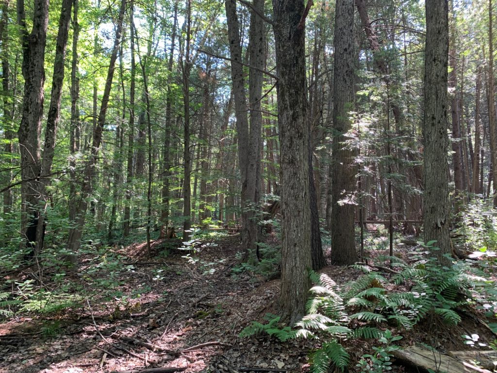 Pinhey Forest Trail Sand Dunes