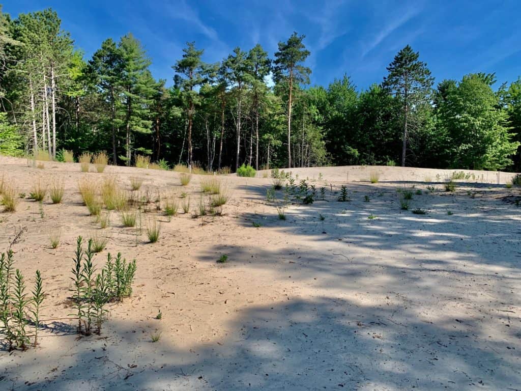 Pinhey Forest Trail Sand Dunes