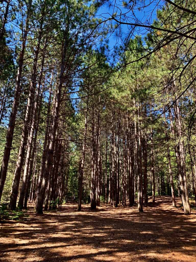 Pinhey Forest Trail Sand Dunes